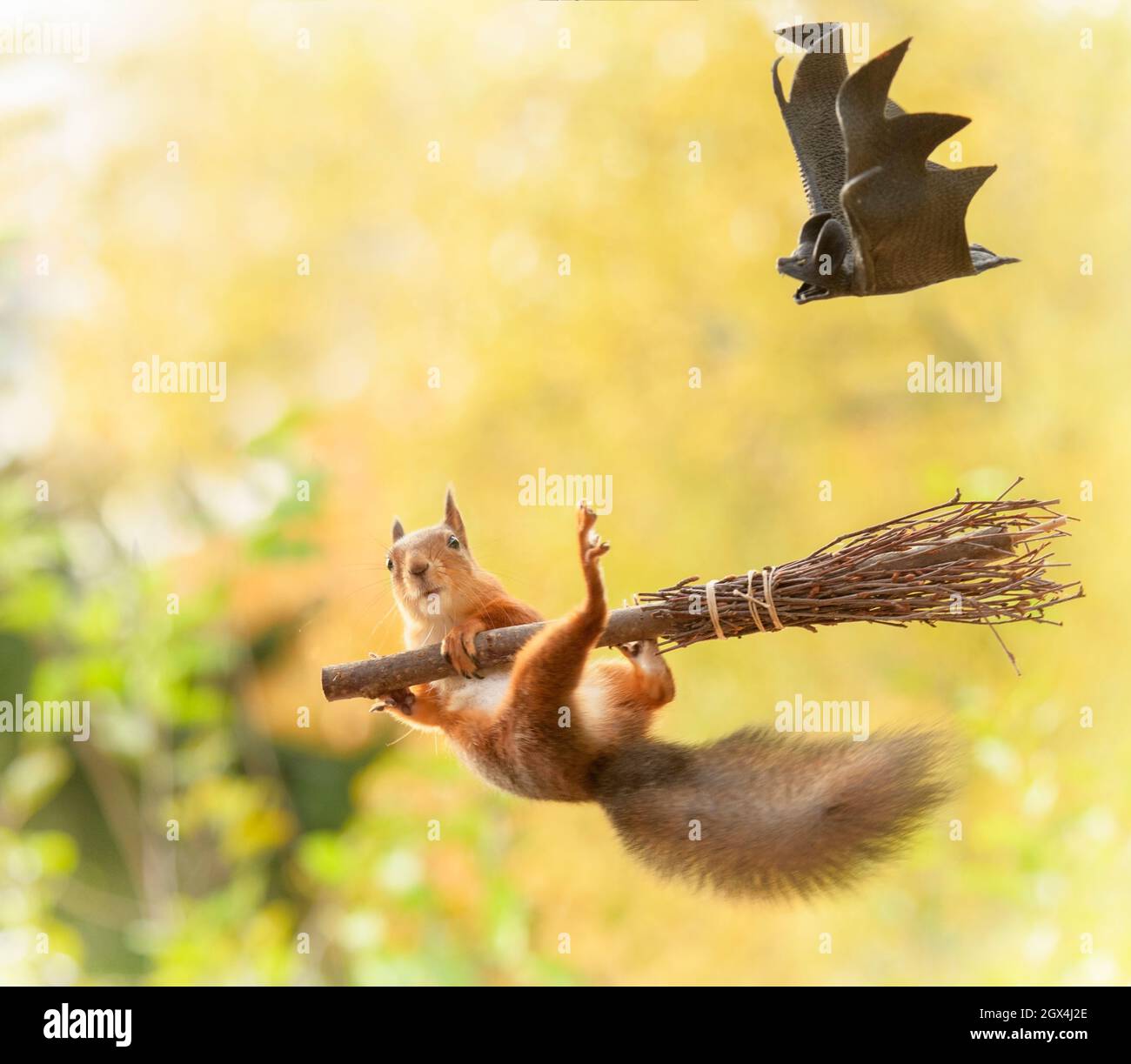 red squirrel hanging at a broom with a bat Stock Photo - Alamy