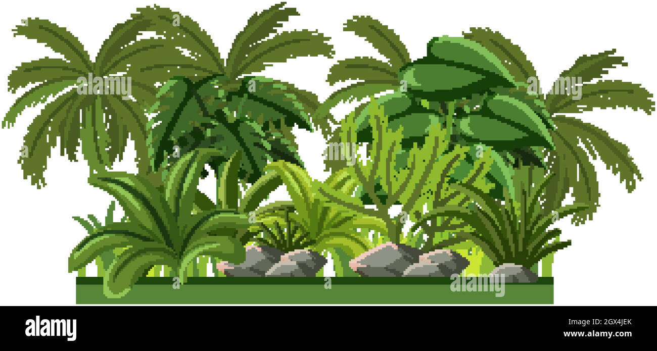 Set of different rainforest trees on white background Stock Vector