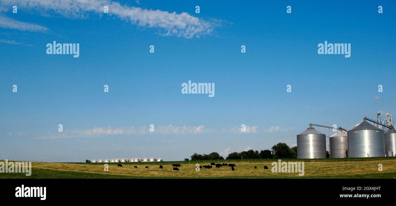 Silos and cattle grazing in a meadow. State of Illinois. United States. Stock Photo