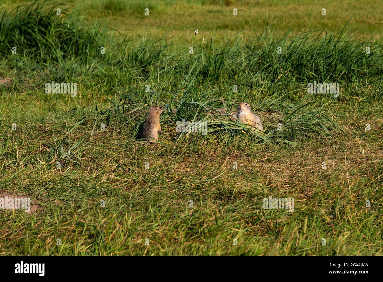 Two small rodents, squirrel ground squirrels, in a clearing among green