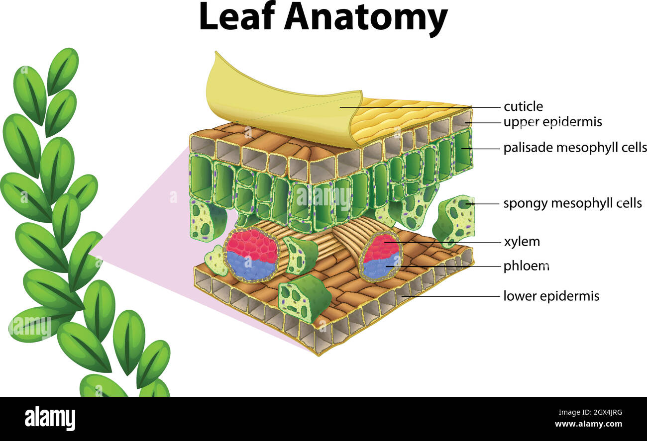Vascular Bundle In Leaf Diagram
