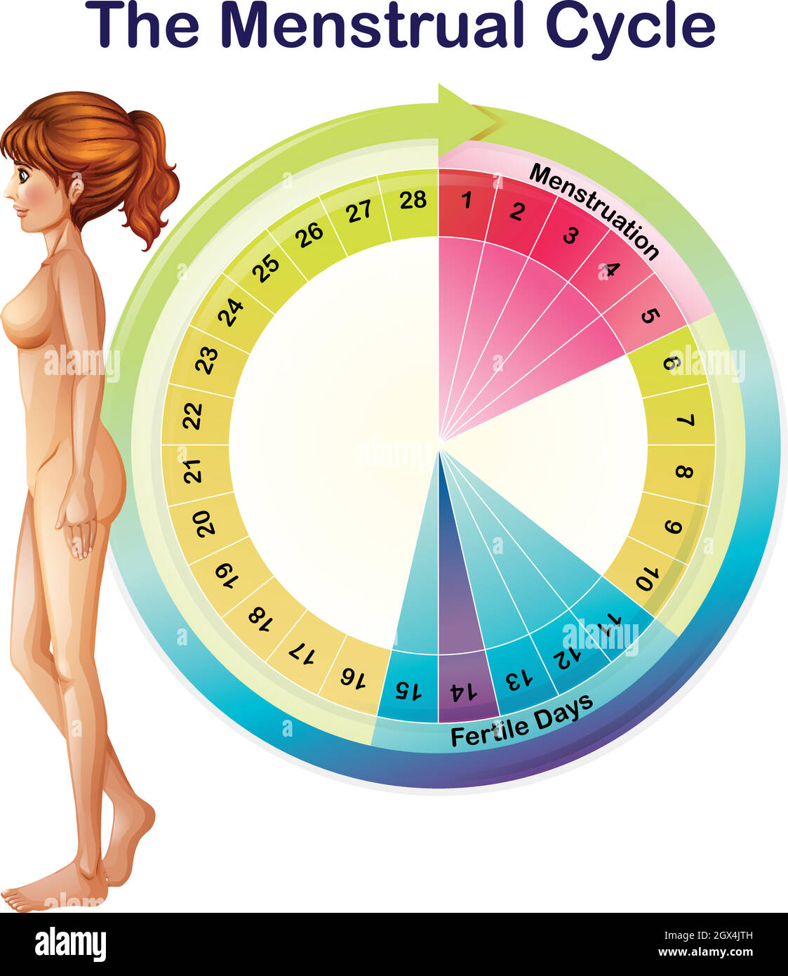Menstrual cycle chart hi-res stock photography and images - Alamy