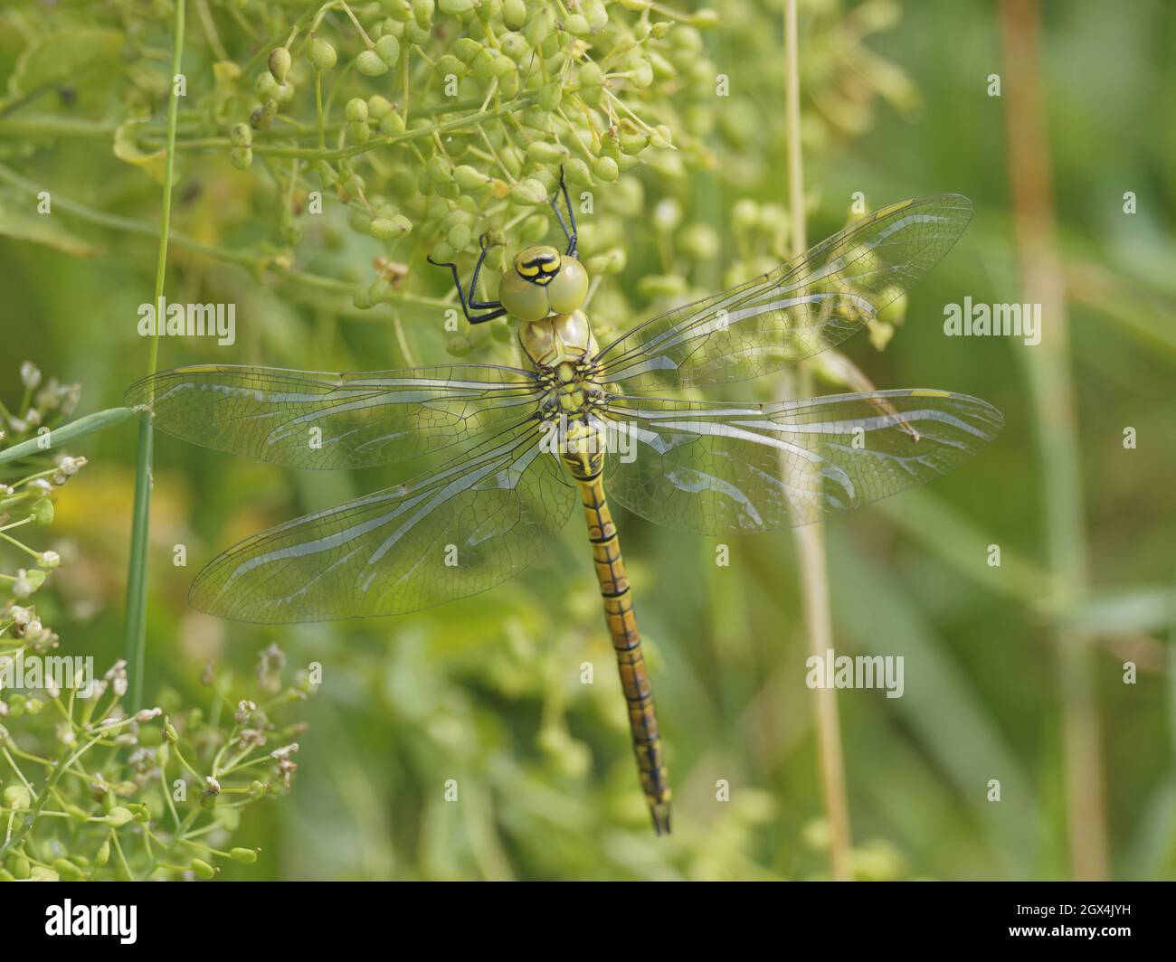 Southern Migrant Hawker Dragonfly - immature male Aeshna affinis Essex,UK IN002398 Stock Photo
