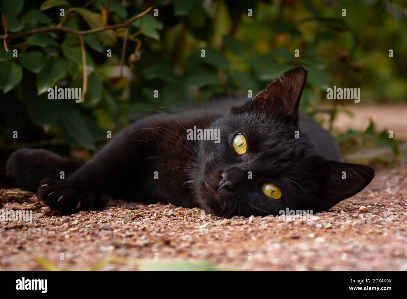 Black cat lying on grass hi-res stock photography and images - Alamy