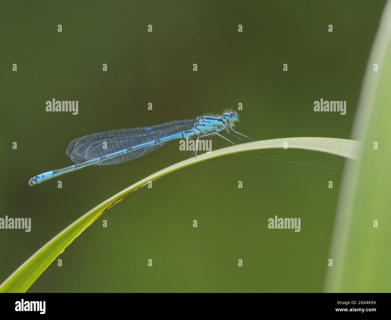 Azure Damselfly Coenagrion puella Essex,UK IN002497 Stock Photo - Alamy