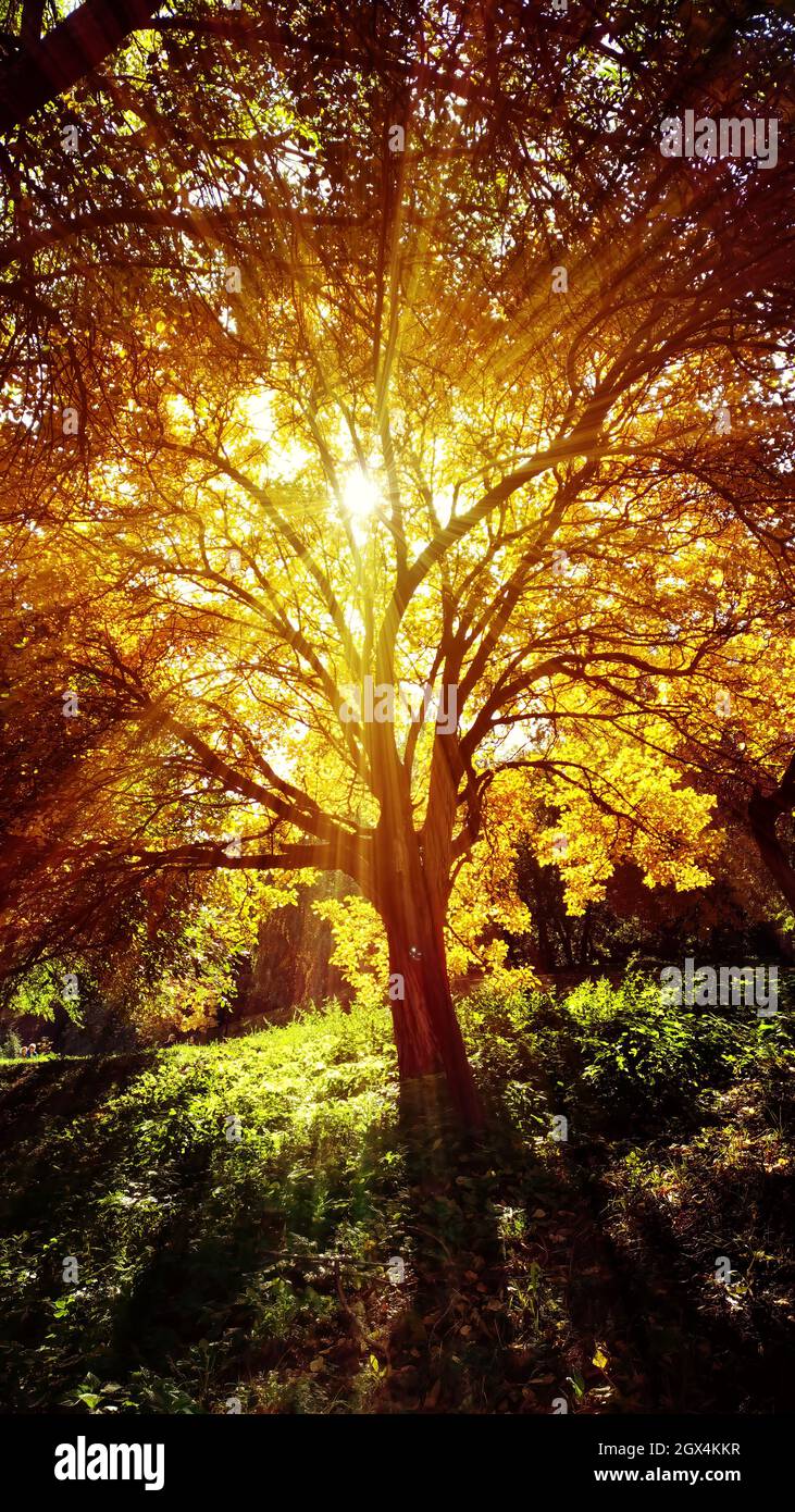 Fantastic light rays hi-res stock photography and images - Alamy
