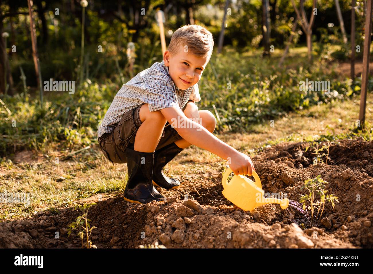 Schoolboy watering tomato plants in the garden Stock Photo - Alamy