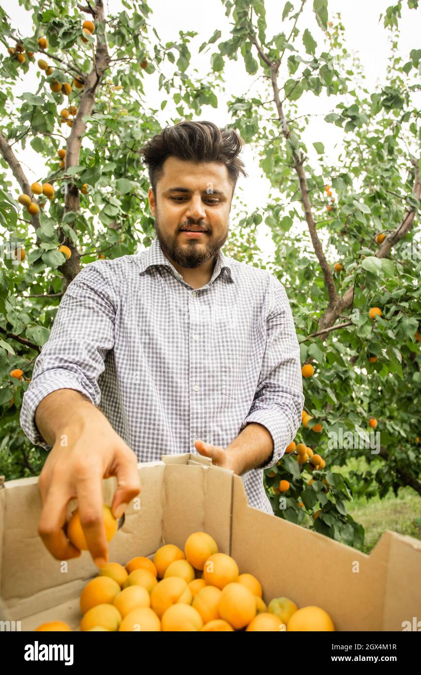 Farmer showing harvest of fresh sweet apricots Stock Photo Alamy
