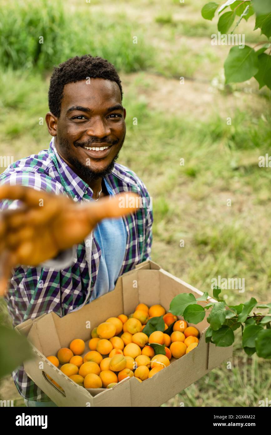 Farmer showing harvest of fresh sweet apricots Stock Photo Alamy