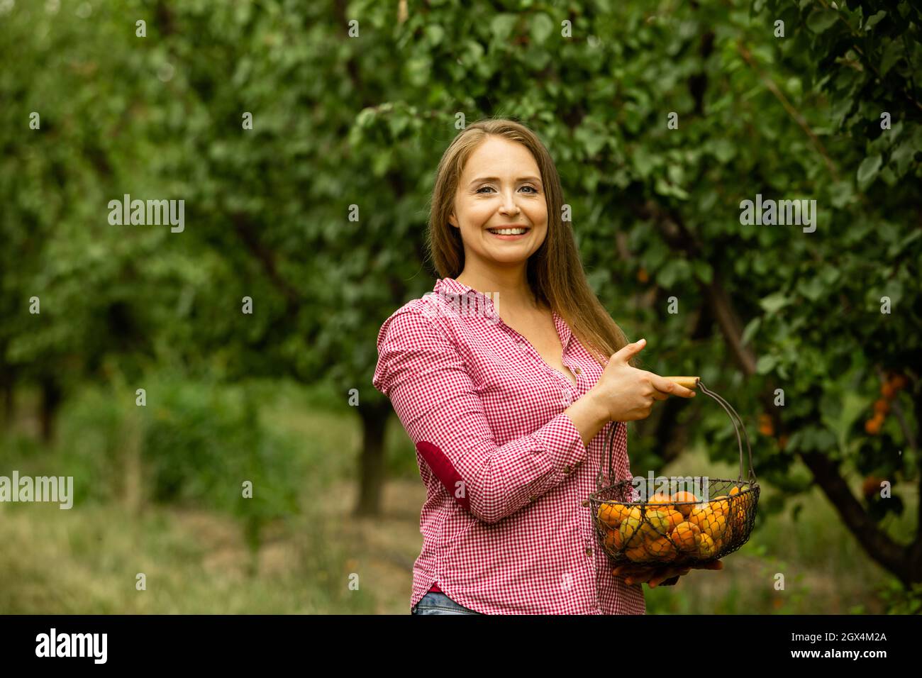 Smiling woman with basket of apricots in the garden Stock Photo - Alamy