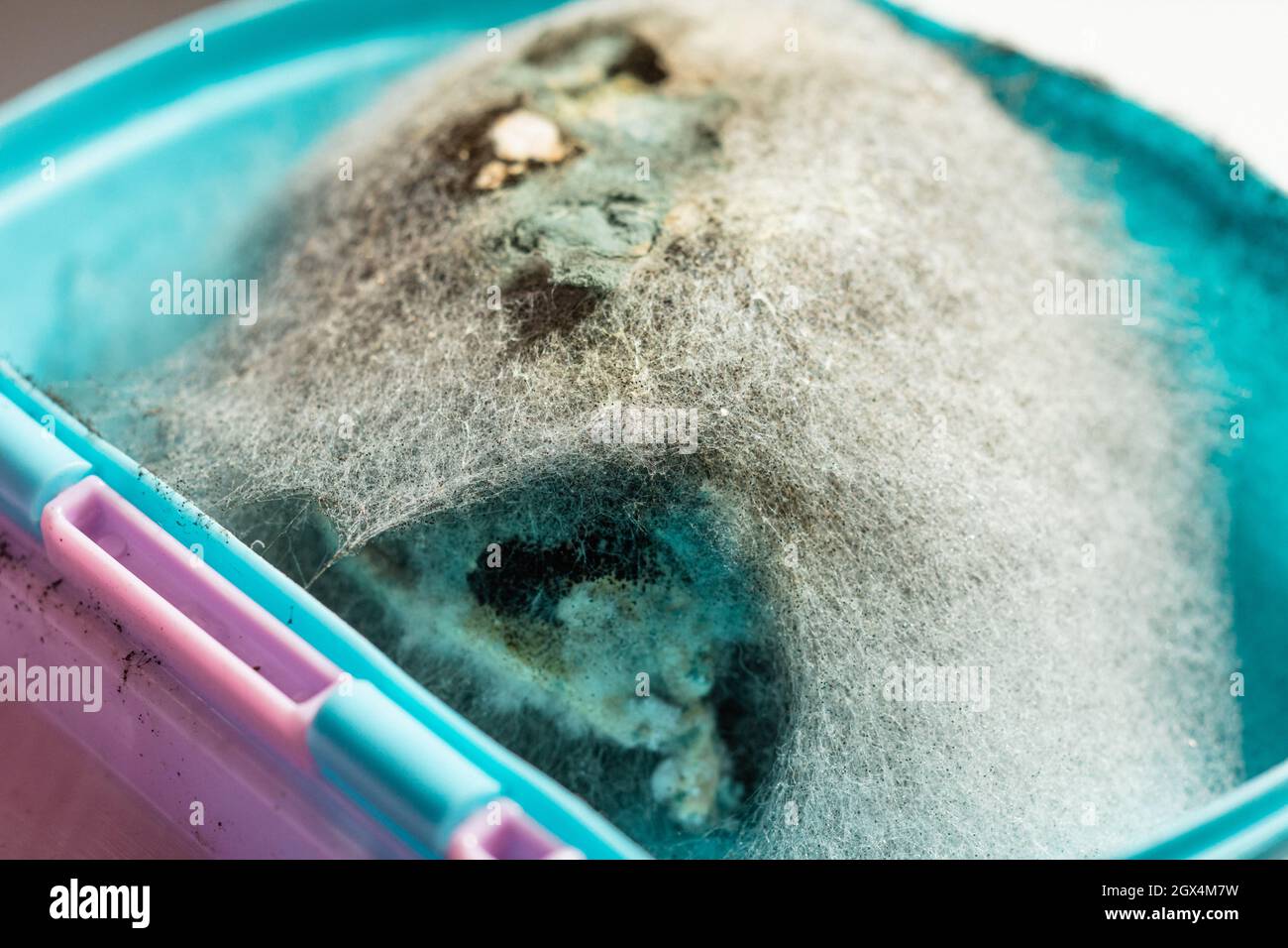 Rotten and moldy food close up in lanchbox. Stock Photo