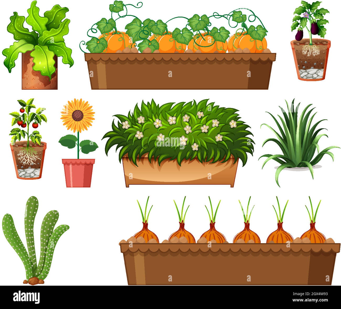 Set of different plants in pots isolated on white background Stock ...