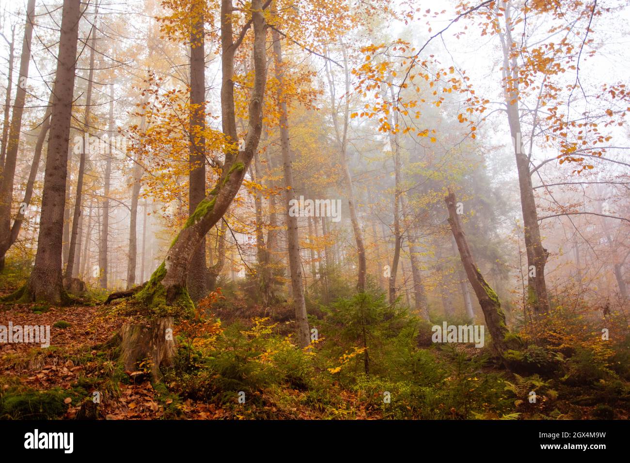 The big old oak tree in the autumn forest Stock Photo - Alamy