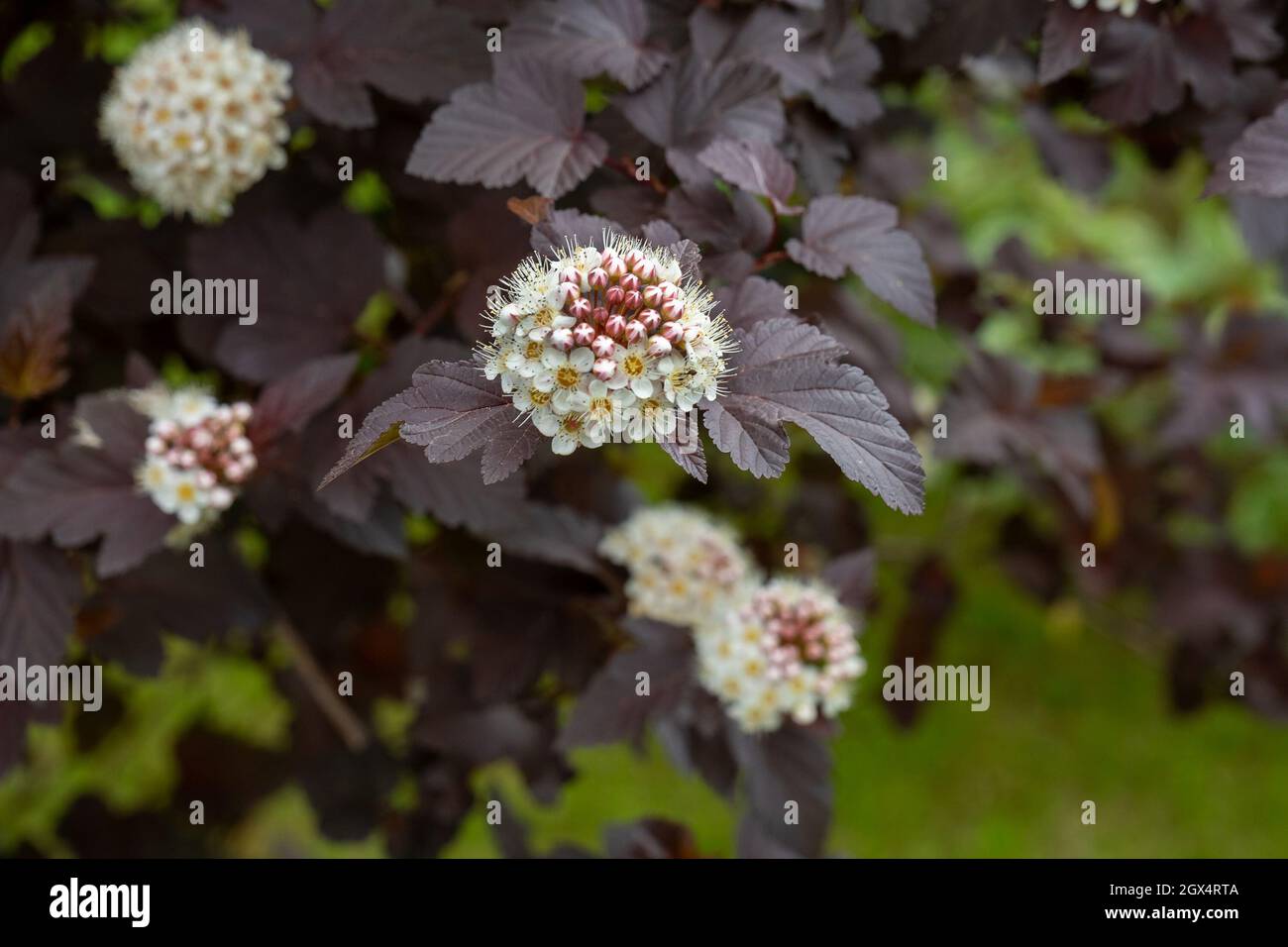 Flowers of an ornamental garden shrub of Vine-leaved spirea with dark burgundy leaves. Stock Photo