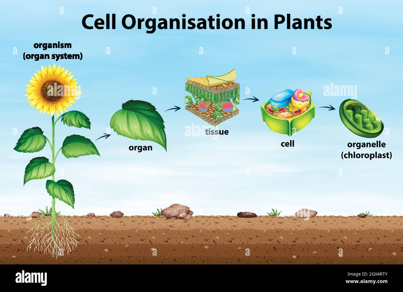 Cell organisation in plants Stock Vector