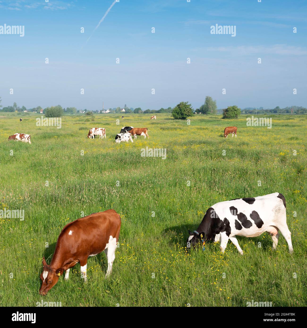 spotted cows in spring meadow with yellow flowers in the centre of the ...