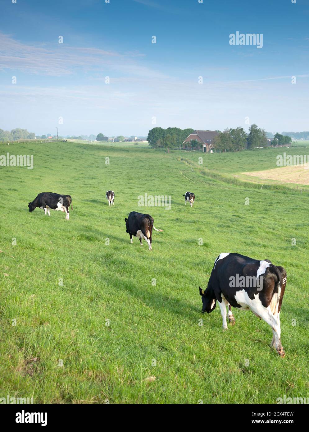 black and white spotted cows in green grassy meadow under blue sky seen ...