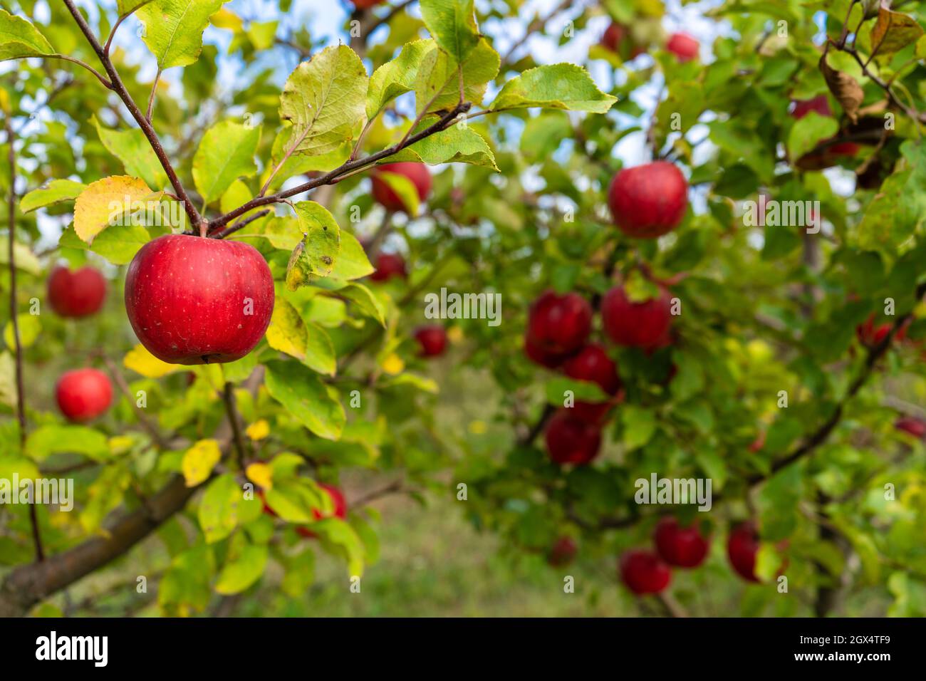 Many ripe green apples hang hi-res stock photography and images - Alamy
