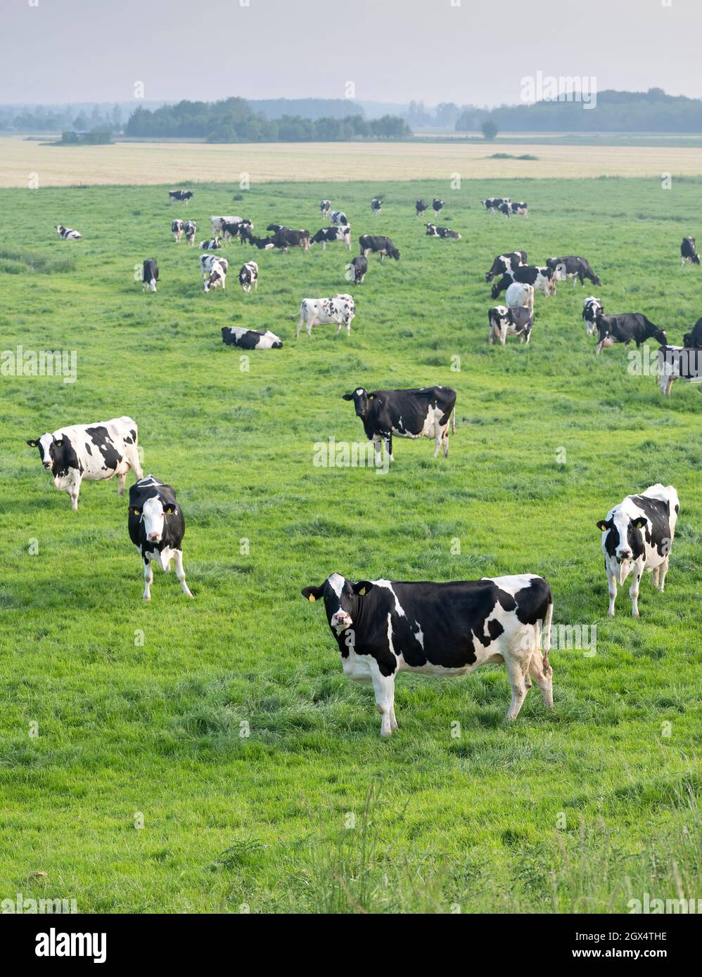 black and white spotted cows in green grassy meadow under blue sky seen ...