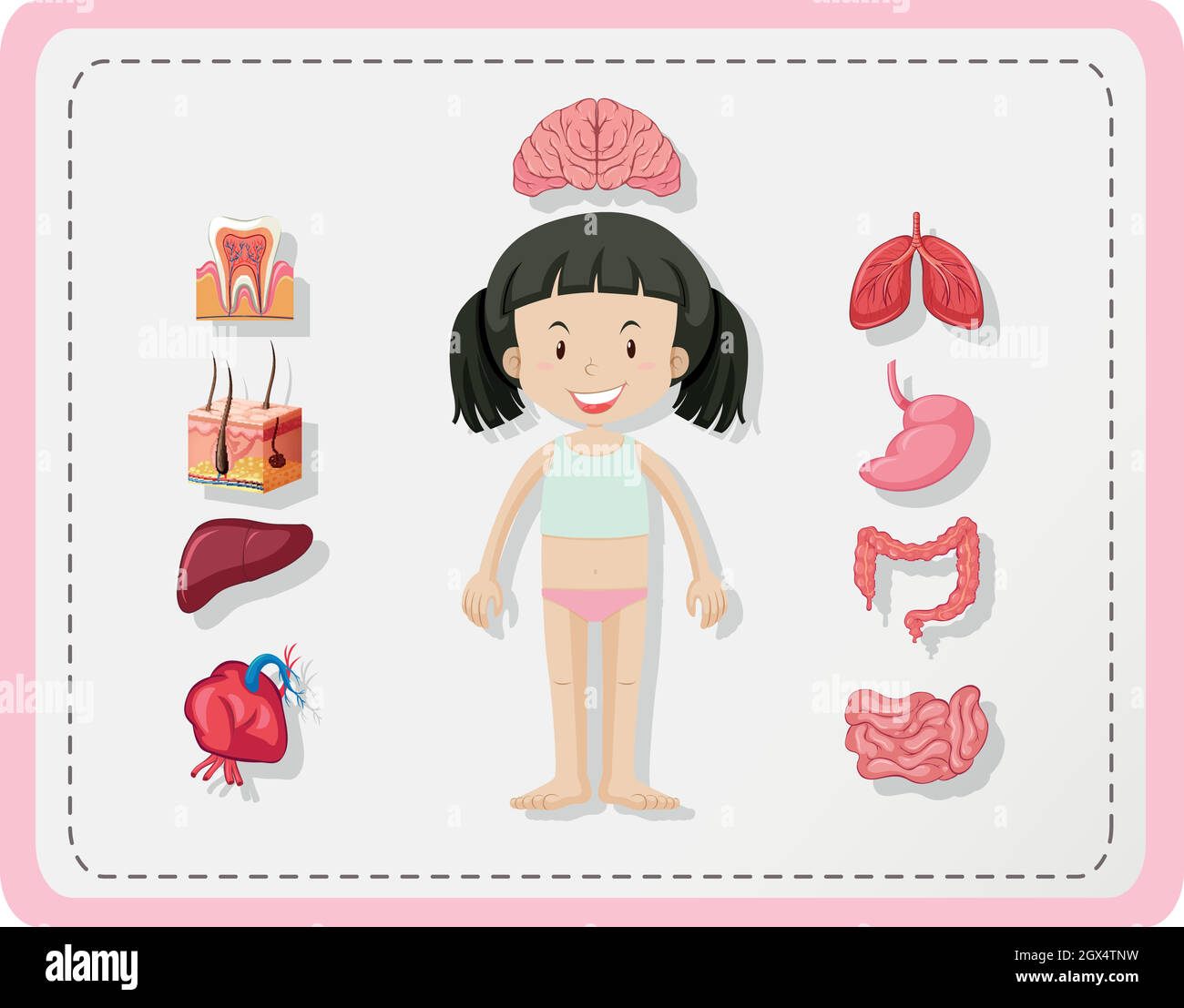 Diagram showing human parts of girl Stock Vector