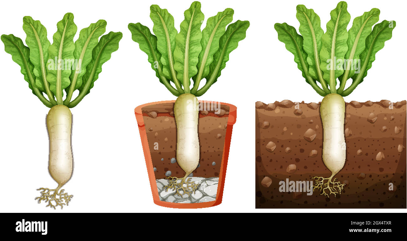 Set of radish plant with roots isolated on white background Stock