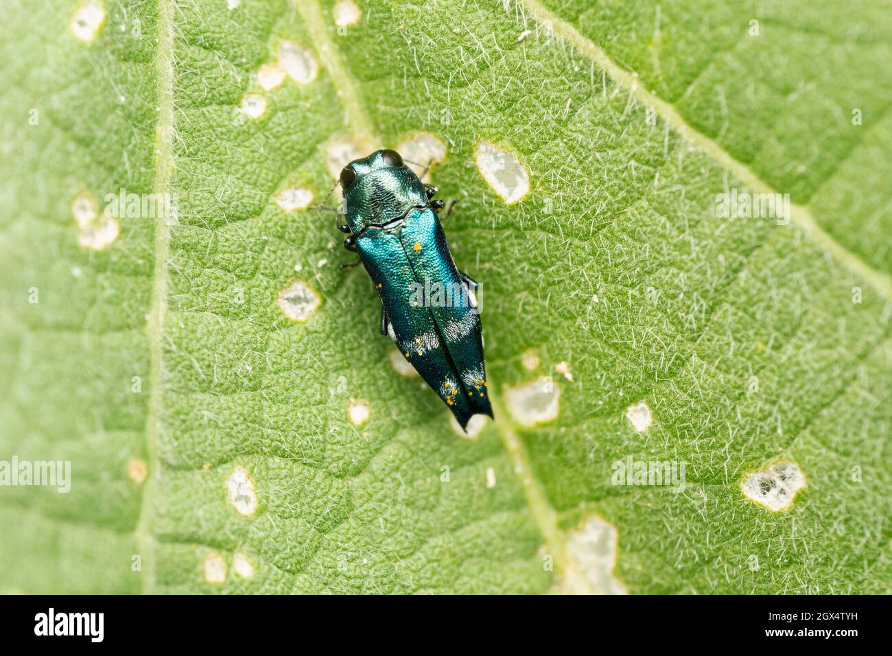 Jewel bug, Agrilus biguttatus, Satara, Maharashtra, India Stock Photo