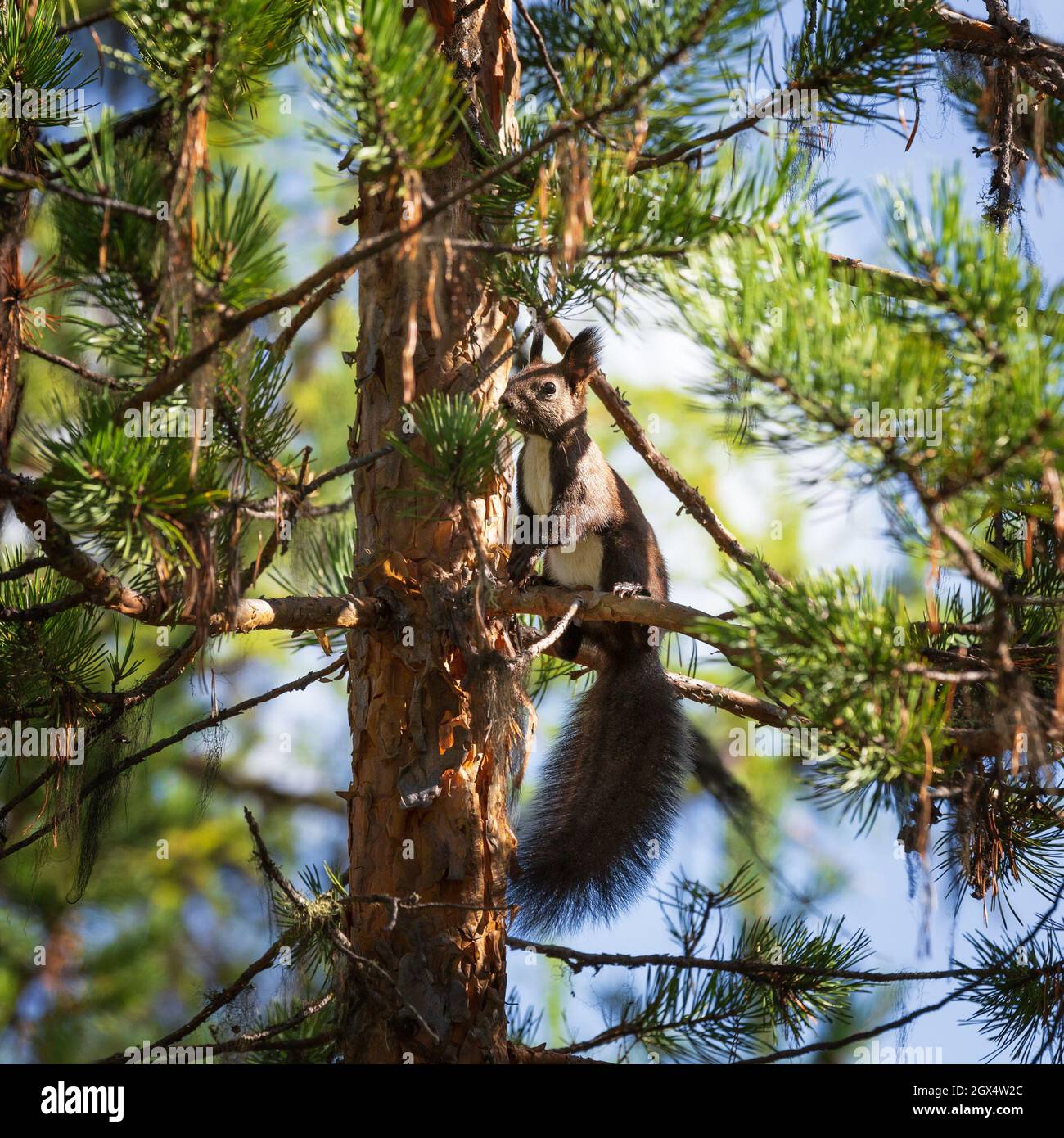 A squirrel with a rampted tail sits on a pine branch Stock Photo