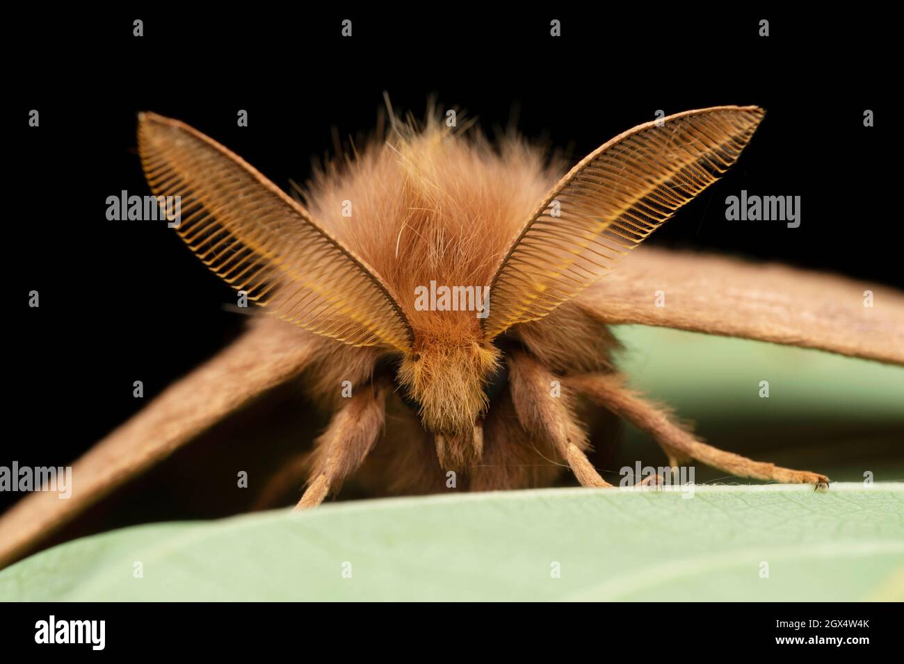 Moth portrait, Zythos striga, Satara, Maharastra, India Stock Photo