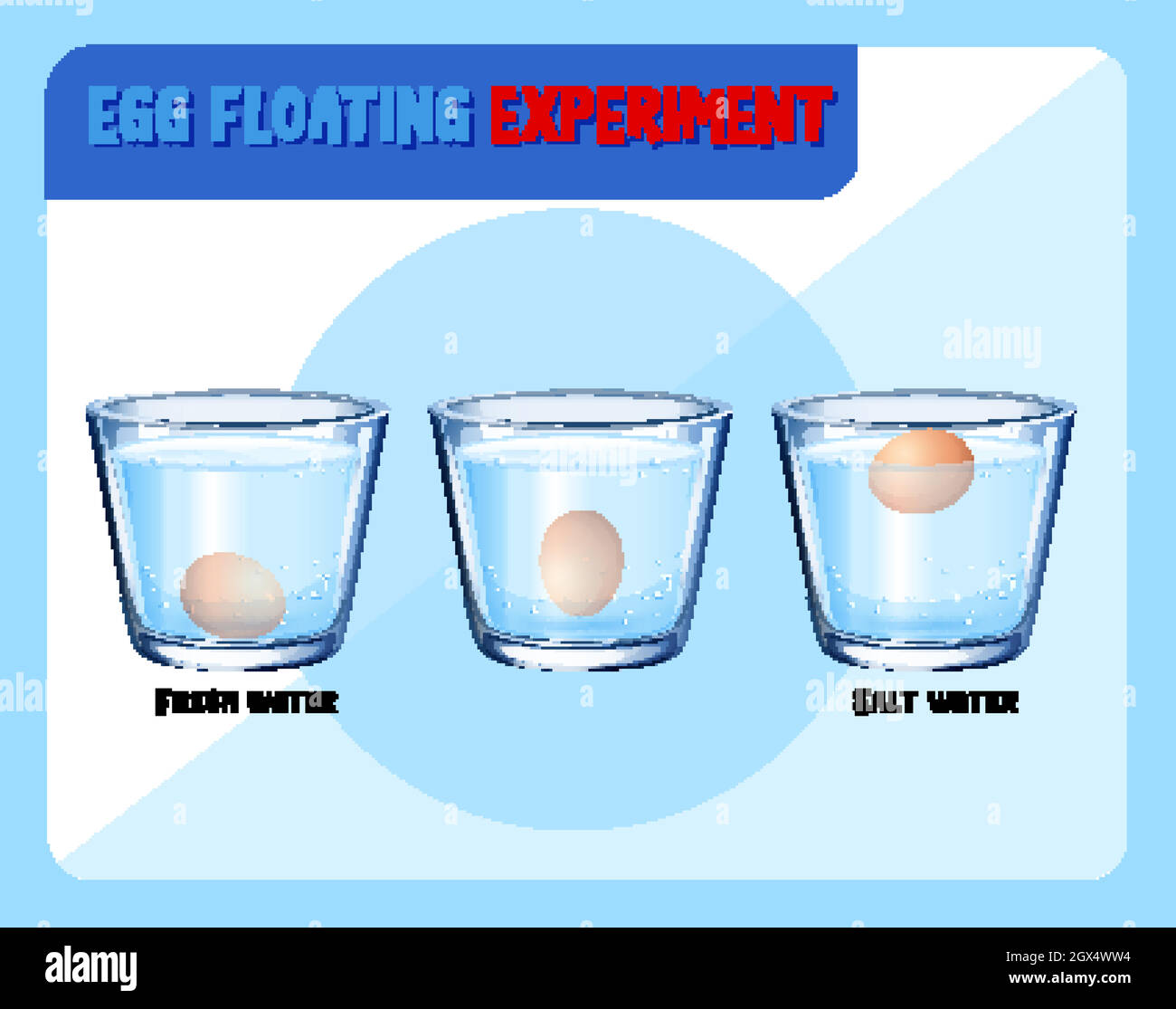 Science experiment with egg float test Stock Vector