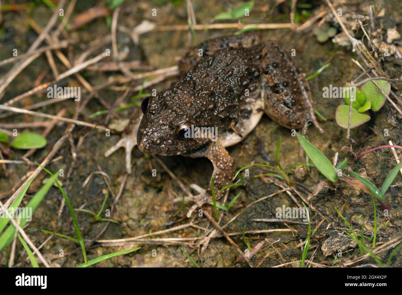 Golden eyed frog, Fejervarya limnocharis, Satara, Maharashtra, India Stock Photo