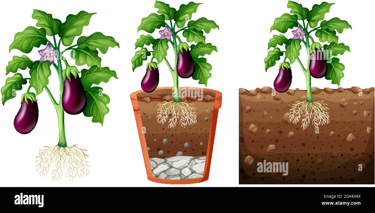 Set of eggplant plant with roots isolated on white background Stock