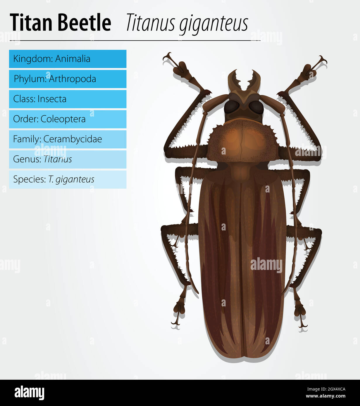 Titan beetle  - Titanus giganteus Stock Vector