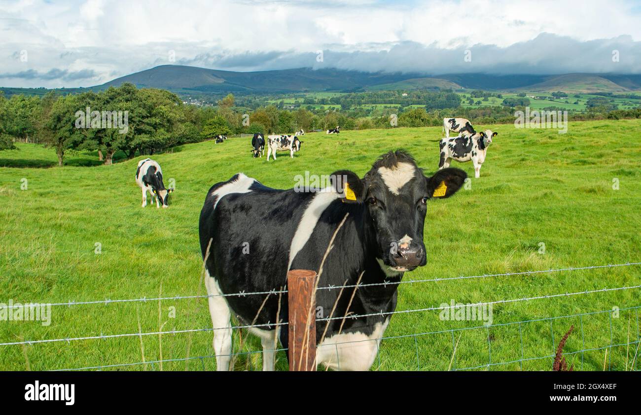 Longridge, Preston, Lancashire, UK. 4th Oct, 2021. Clouds over the Bowland Fells as Holstein cattle graze in the October sunshine near Longridge, Preston, Lancashire, UK. Credit: John Eveson/Alamy Live News Stock Photo