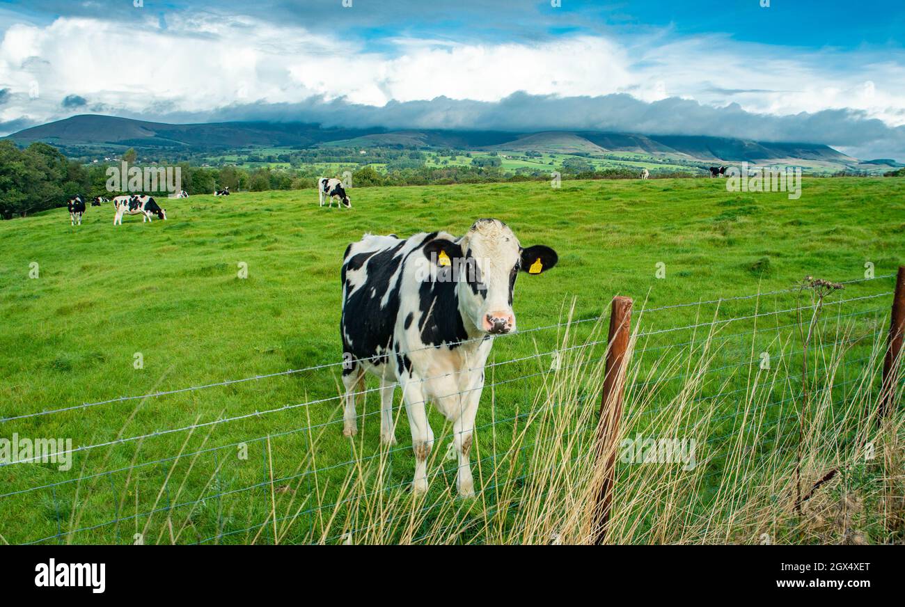 Longridge, Preston, Lancashire, UK. 4th Oct, 2021. Clouds over the Bowland Fells as Holstein cattle graze in the October sunshine near Longridge, Preston, Lancashire, UK. Credit: John Eveson/Alamy Live News Stock Photo