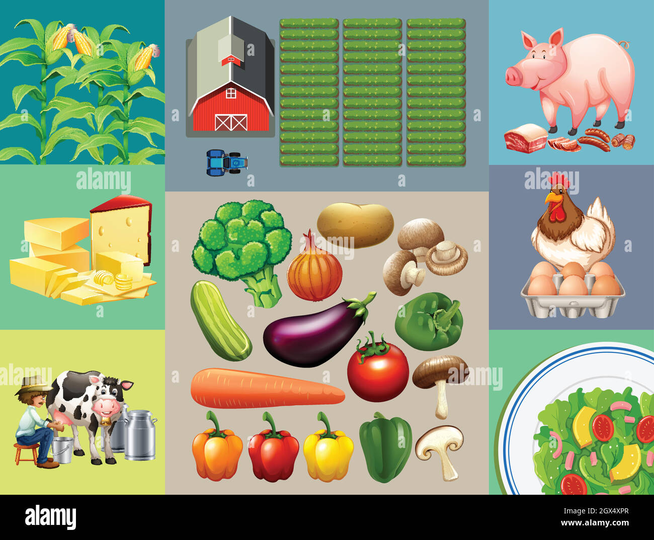 Different types of food products in the farm Stock Vector Image & Art