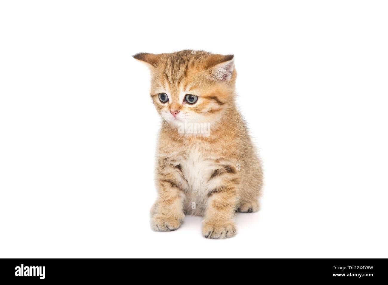 Small striped Scottish kitten of golden color, isolated on a white background Stock Photo