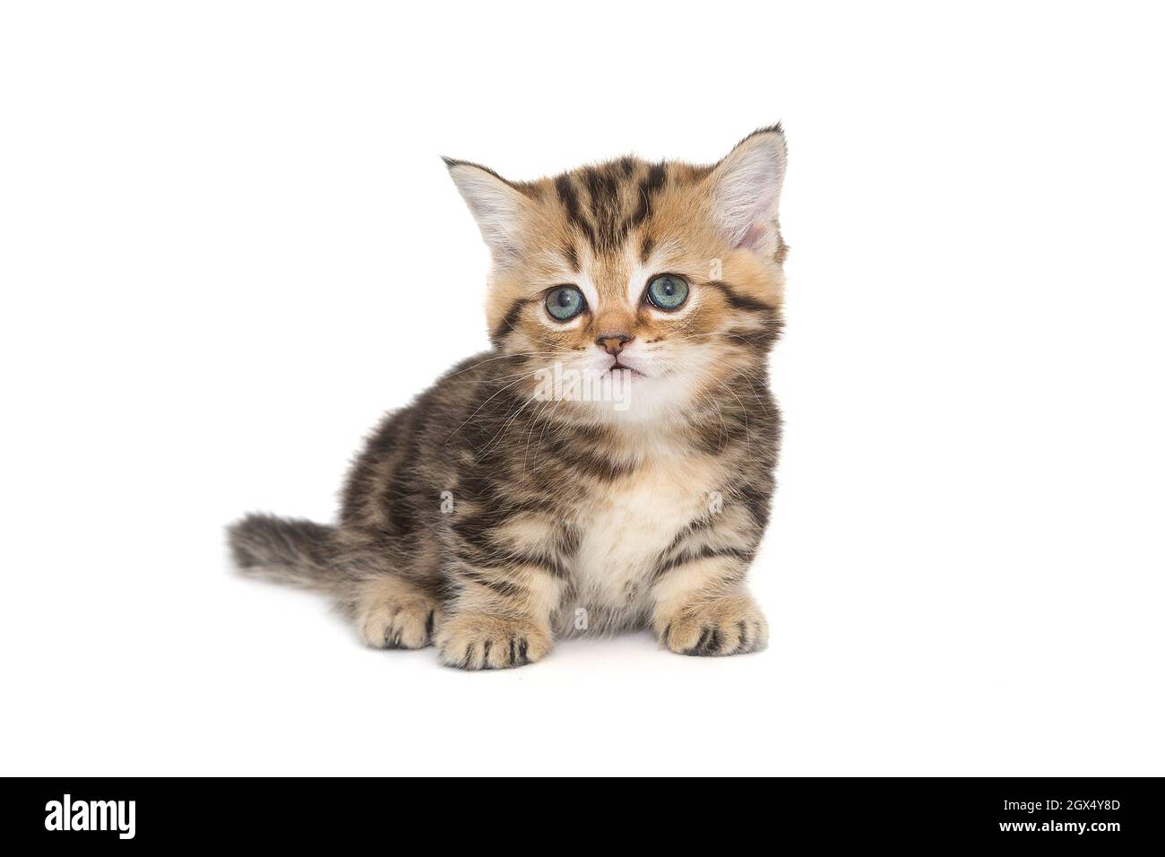 Small striped Scottish kitten of golden color, isolated on a white background Stock Photo