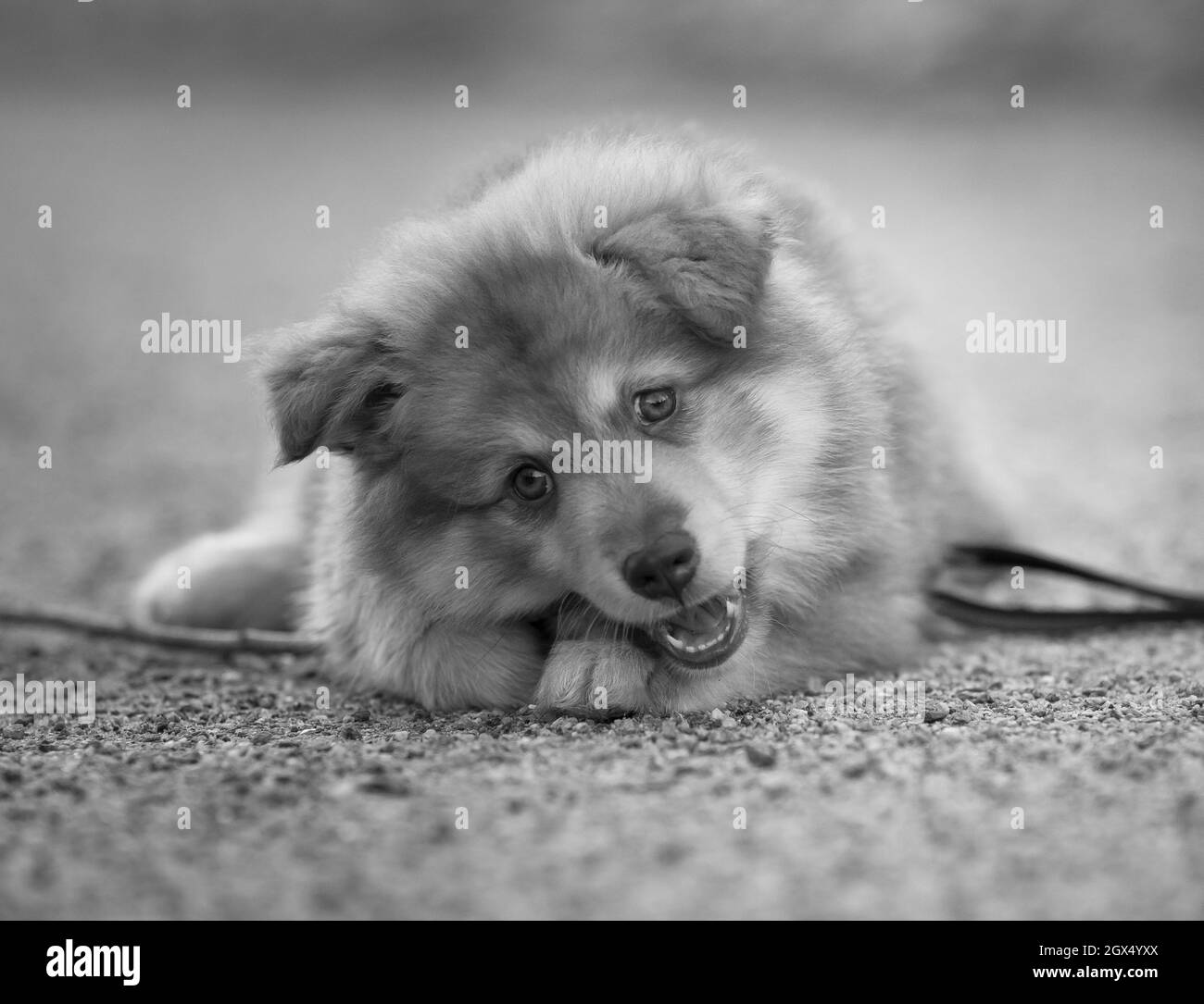 Portrait of a puppy, playing with a stick. Chewing. Black and white. Finnish lapphund. Stock Photo