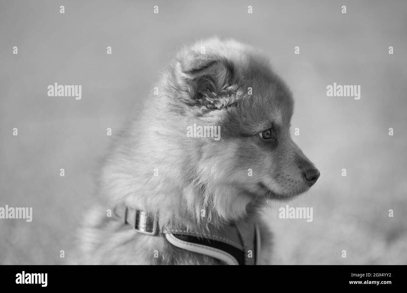 Portrait of a puppy. Side view, black and white. Finnish lapphund. Stock Photo