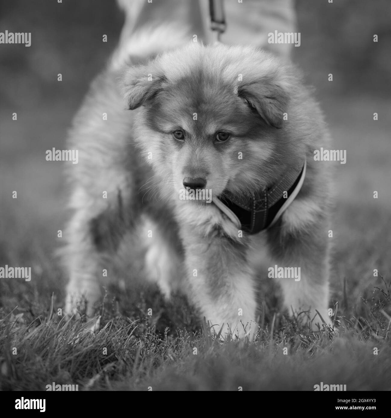 Portrait of a puppy. Standing on grass. Black and white. Finnish lapphund. Stock Photo