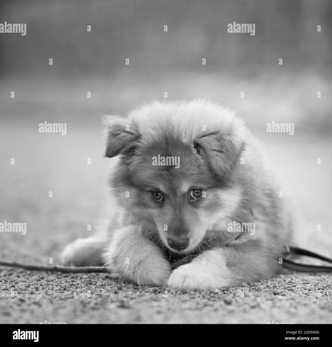 Portrait of a puppy, lying on the ground. Black and white. Finnish lapphund. Stock Photo