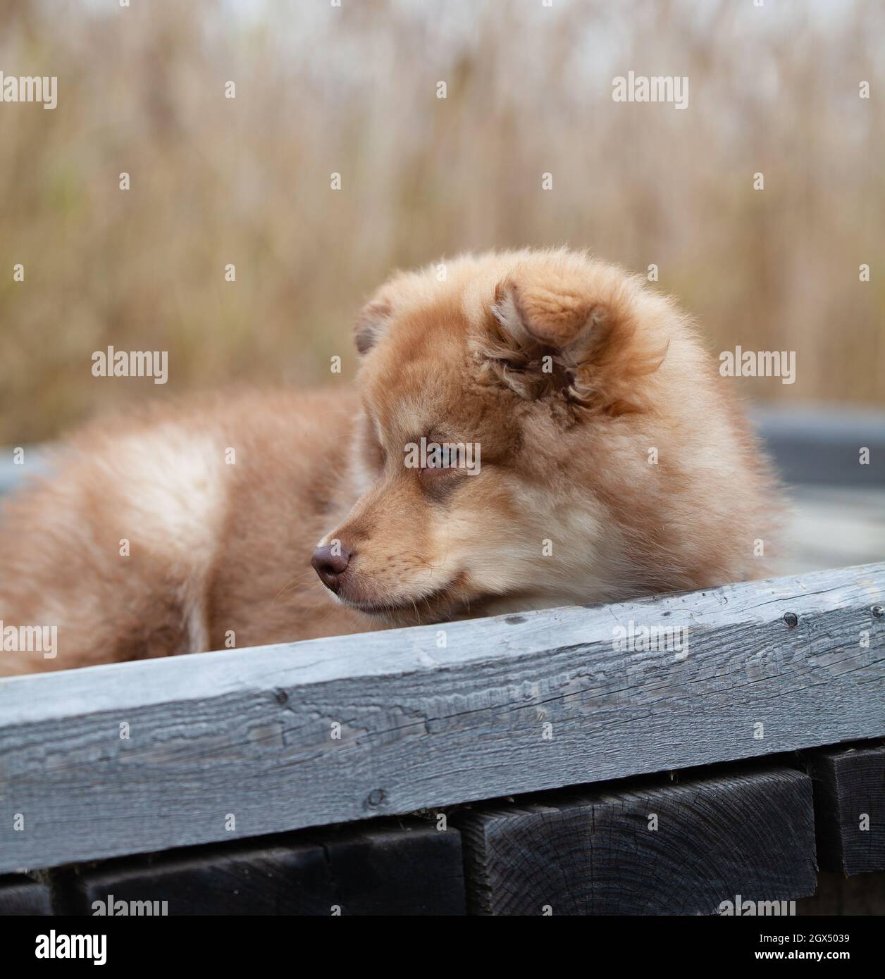 Puppy lying on wooden path, in nature. Bed of reeds in the background. Finnish lapphund. Stock Photo