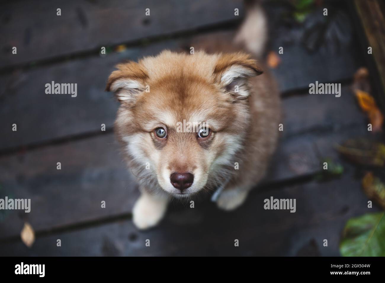 Portrait of a puppy, sitting on wooden path. Finnish lapphund. Stock Photo