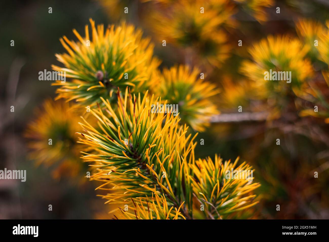 Defocus siberian dwarf pine, Pinus pumila, yellow dry or ill. Wild plants of Siberia. Beautiful natural green and yellow background. Close-up. Out of Stock Photo