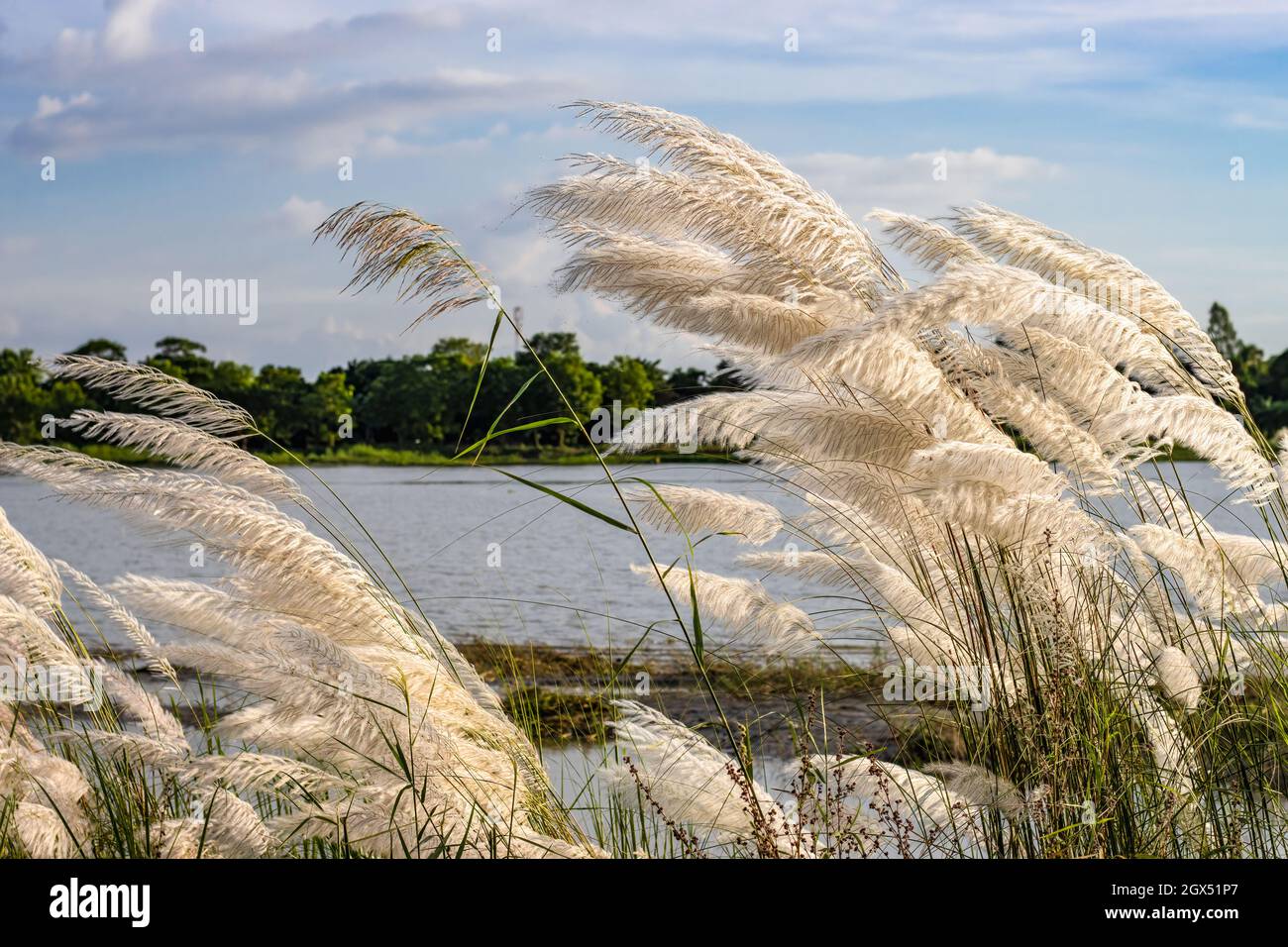 A bunch of kans grass or catkin flowers near the river in a rural village Stock Photo