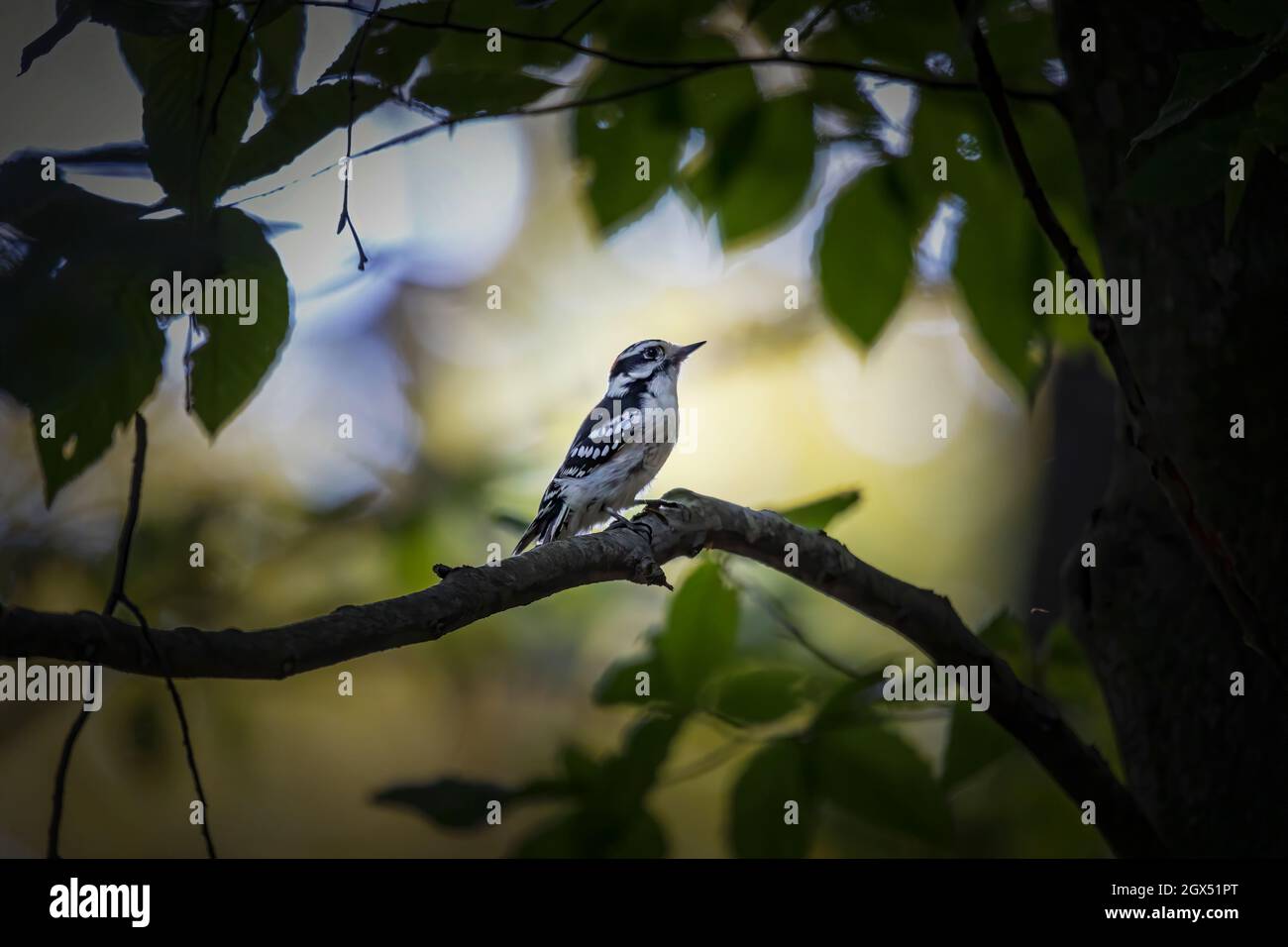 The downy woodpecker (Dryobates pubescens) in the park. It is the