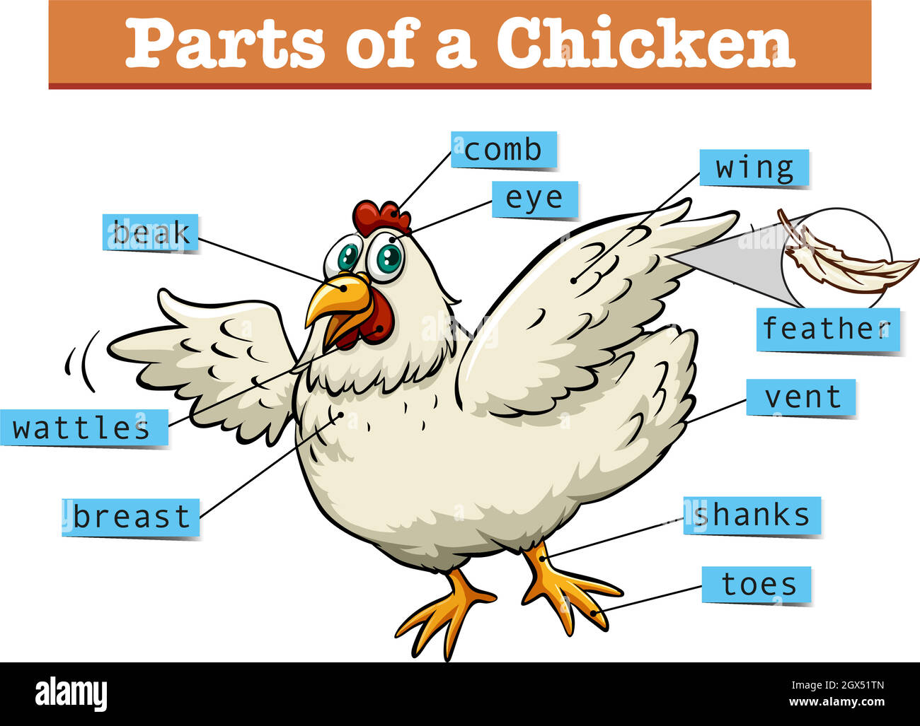 Diagram showing parts of chicken Stock Vector