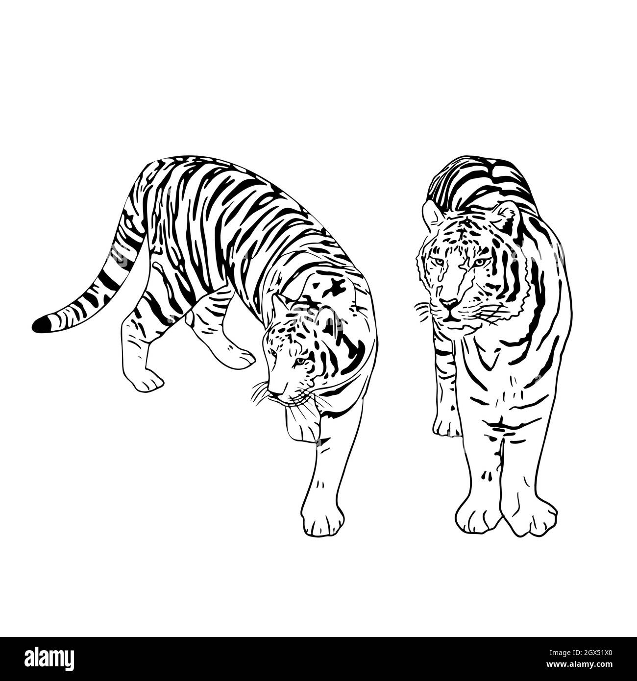 Japanese chinese design set tiger sketch Vector Image