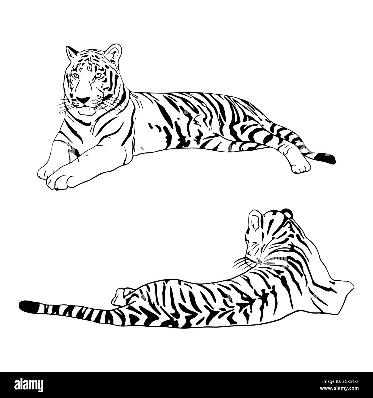 Black tiger Tiger Drawing Art Sketch tiger white mammal pencil png   PNGWing