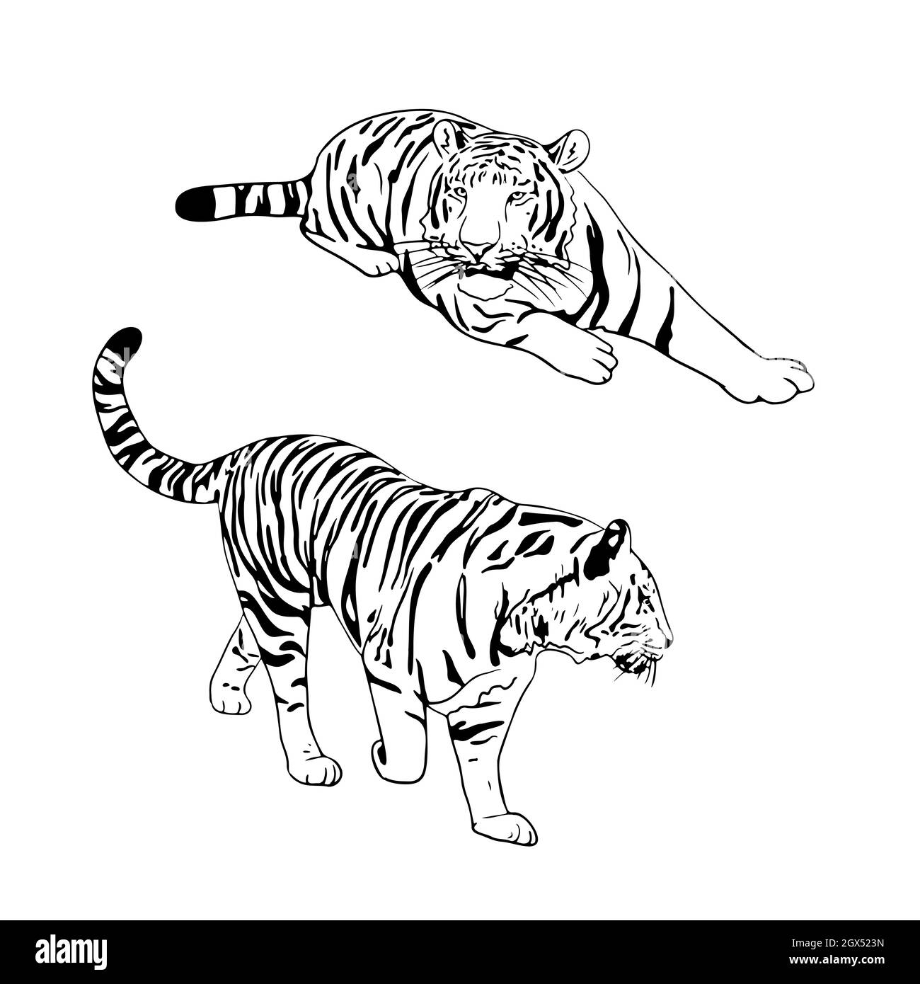 Tiger line art vector silhouette Stock Photo - Alamy